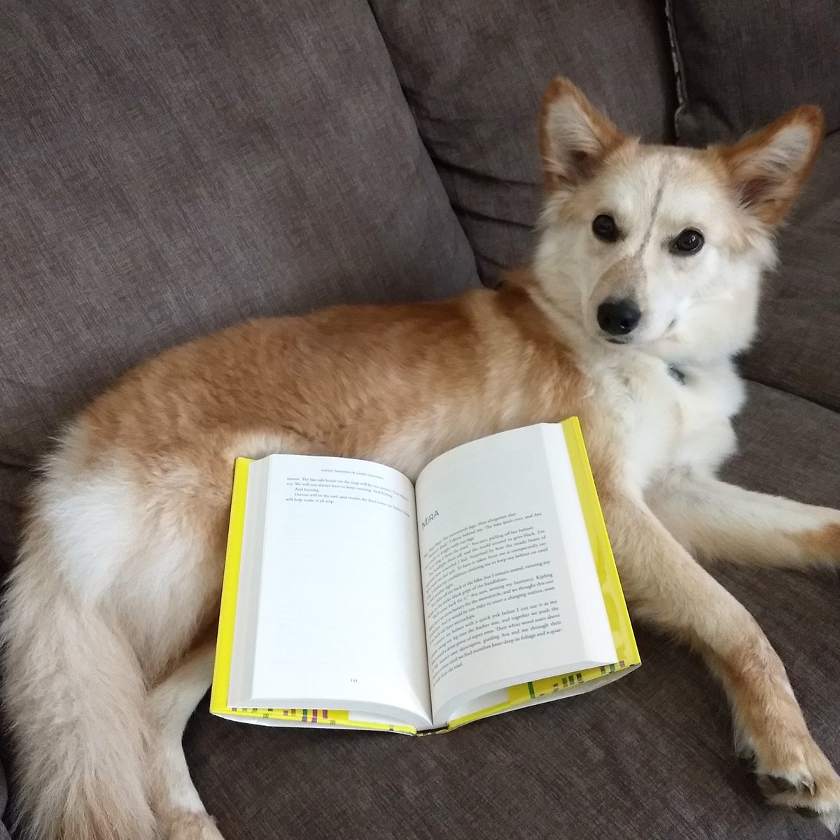 7daysaweekblog's tweet photo. Who is your reading buddy? 🐶
.
.
#amreading #bookblogger #mutt #mixedbreed #puppersofinstagram #doggo #wolf #fox #foxy #coyote #bestfriends #bff #books #bookstagram #theruleofone https://t.co/Q5UWzXBd1K
