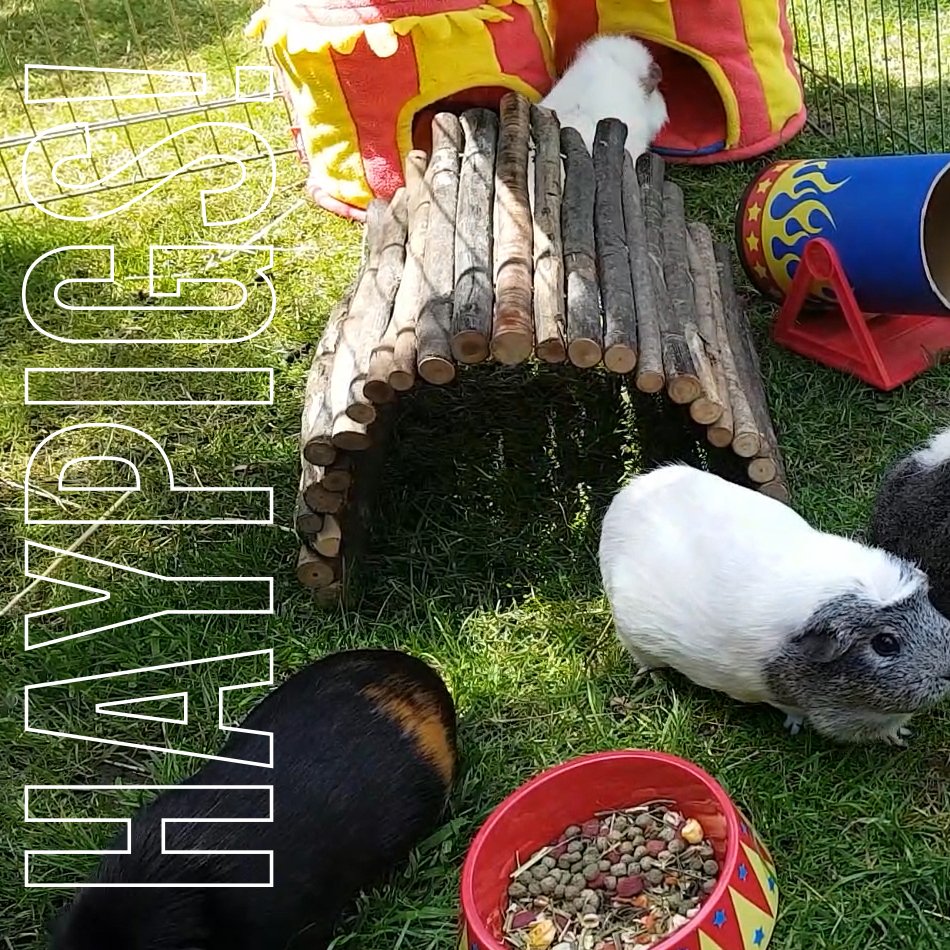 haypigs's tweet photo. "We can live in a World that we design" - The Greatest Showman 🐹🎪❤👌 #greatquotes #mondaymotivation #splitphoto #GuineaPigCircus #HayPigs https://t.co/A03hsm3NSz