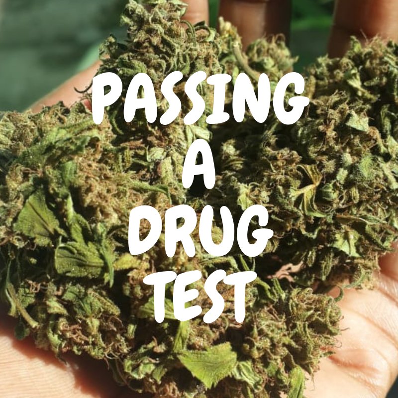 charcoalblood's tweet image. Ganja cleanse: Best ways to get weed out of your system 
Read more here: thcprojectjamaica.tumblr.com/post/180765347…
#THCProjectJamaica #ganja #passdrugtest #CannabisCommunity #Jamaicanganja #legalizeit #weed