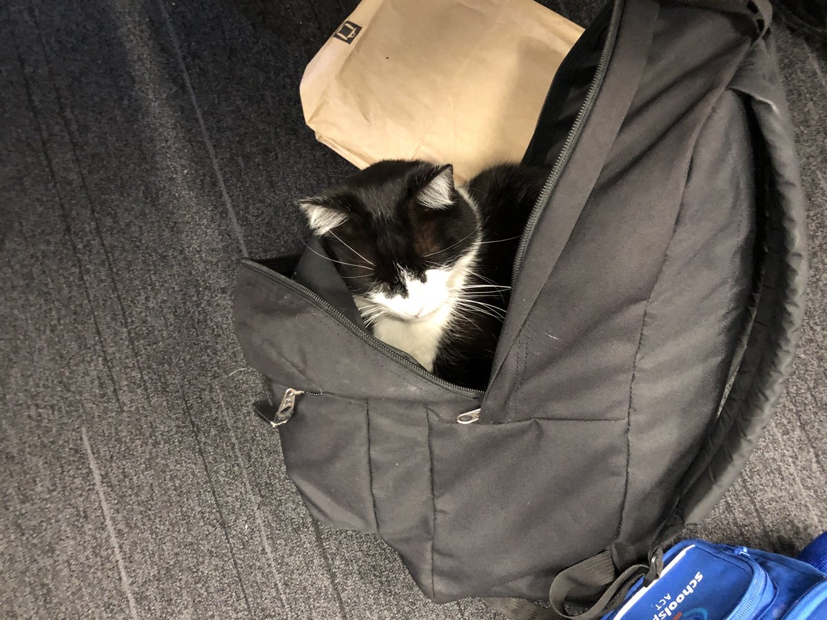 ACTPolicing's tweet photo. The cat’s not quite out of the bag just yet… #earlymorningfeels #clawenforcement #Gusthecat https://t.co/p0oO10EfRA