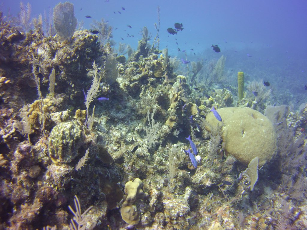 GaryLynott's tweet photo. First day of Diving in Cayman Brac. Discovered a new world! https://t.co/dNcbtR1eE6