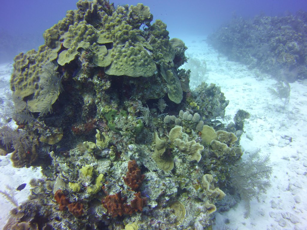GaryLynott's tweet photo. First day of Diving in Cayman Brac. Discovered a new world! https://t.co/dNcbtR1eE6
