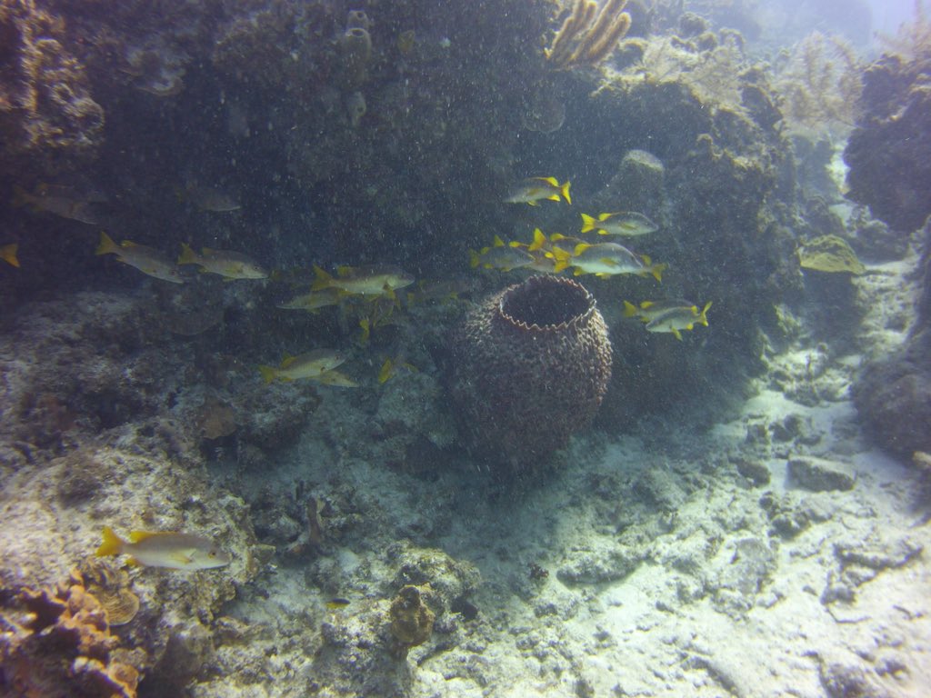 GaryLynott's tweet photo. First day of Diving in Cayman Brac. Discovered a new world! https://t.co/dNcbtR1eE6