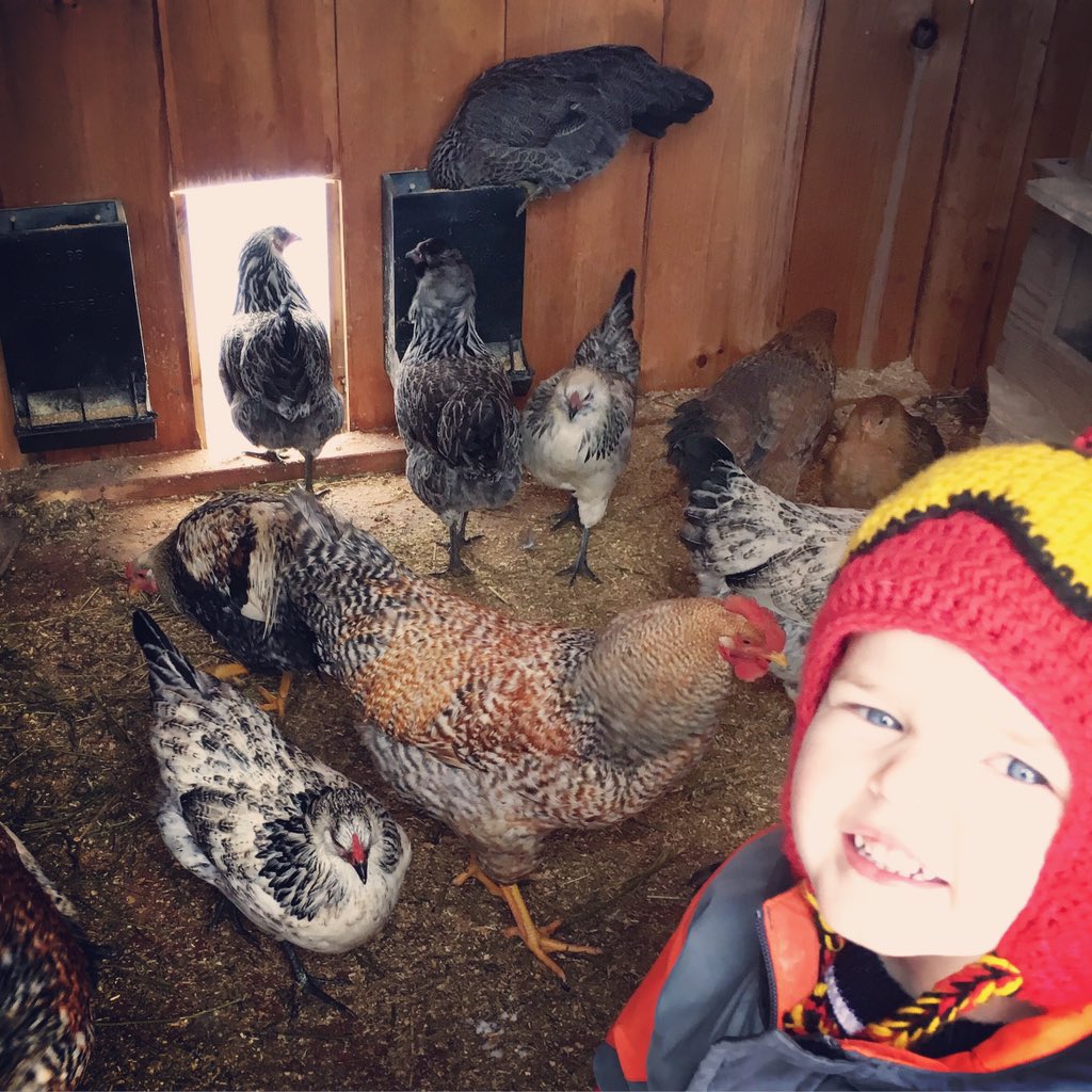 The flock is growing 🐓 20 hens strong 💪🏻 #chickens #farming #farmrewards #Farm365 #chickenfarmer #Sustainable #homegrown #agriculture #ontag #agtwitter #Farmlove #farmlife #momlife