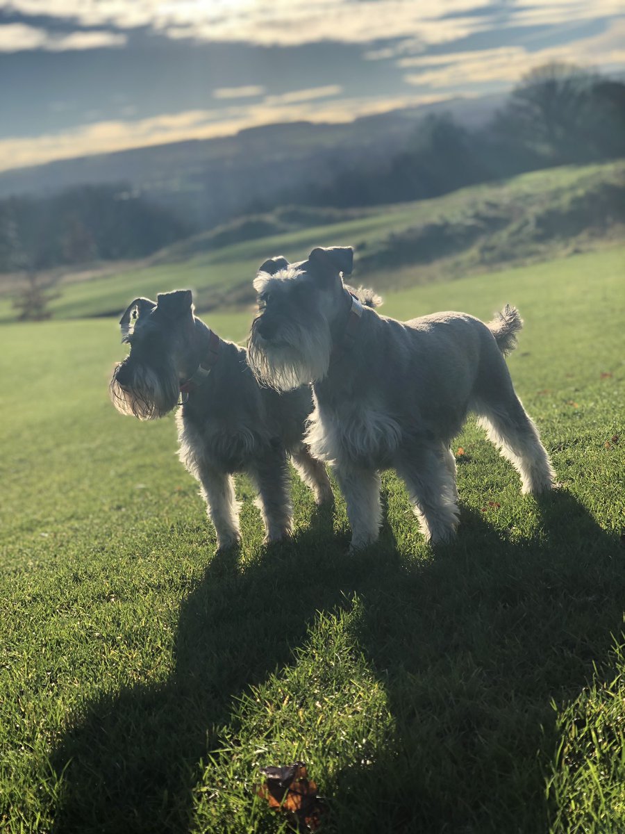 Beautiful today walking the pooches around @CloseHouseGolf followed by a cheeky Tea stop at The Green Cafe #CloseHouse #schnauzergang #DogsofTwittter