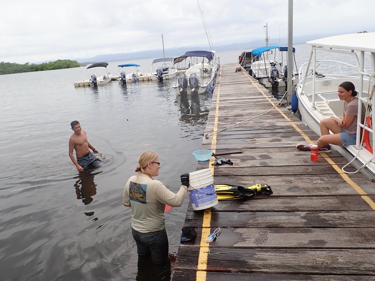 phylogenomics's tweet photo. @MaggieSogin @peterse47663885 And here is a #metapicture - of @MaggieSogin watching the post docs collect the clams #Istmobiome cc: @M_helvetiae https://t.co/Pzrtw5lUEL
