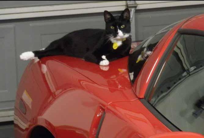 petsability's tweet image. About to take a long distance trip with your feline friend? You might want to check out these helpful tips and resources first when it comes to taking your cat on the road:
buff.ly/2rhFQFZ

#cats #CatsOfTwitter #catlovers