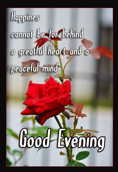 images Have A Good Monday Evening monday evening roses hope everyone