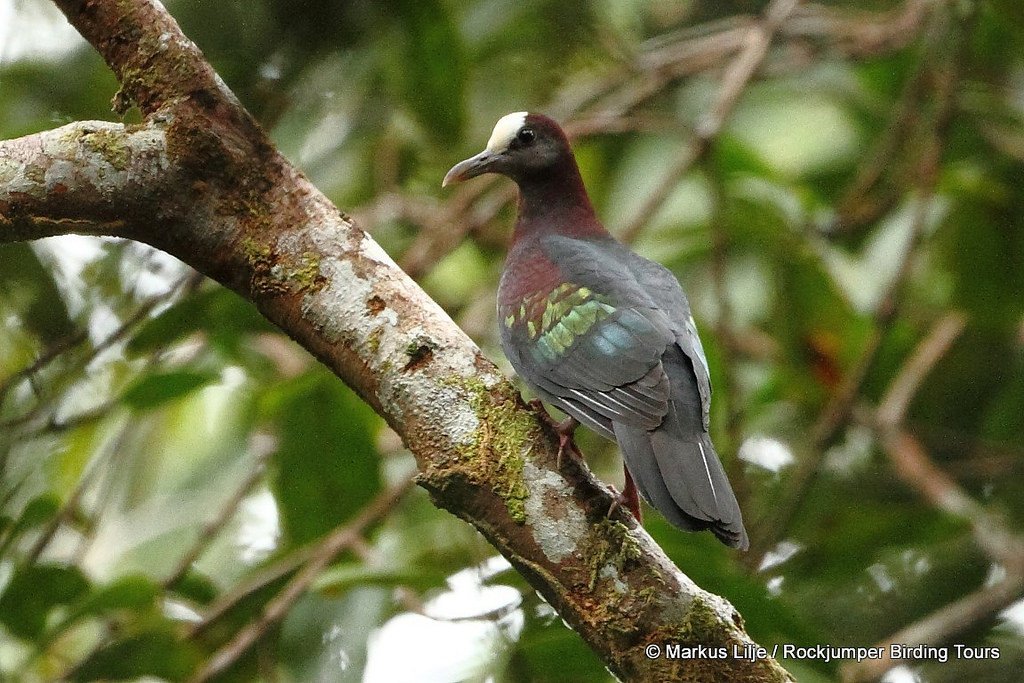 a_london_pigeon's tweet photo. New Guinea Bronzewing (Henicophaps albifrons) aka White-capped Ground Pigeon; Kiunga, Western Province #Papua_New_Guinea #July2014  
📷  Markus Lilje.
[A stocky pigeon .. uses its long, heavy bill to probe into moist ground &amp; into large fruits] https://t.co/HF6ROE3wEZ