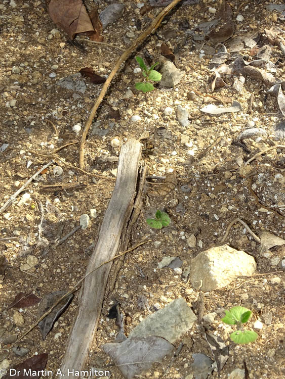 DocMartinKew's tweet photo. Very happy to find Varronia rupicola fruiting & new seedlings emerging in Guanica State Forest today. Hope for the future of the species after many years of severe drought and impacts of Hurricane Maria. #ConservationOptimism #KewPR @KewUKOTs @KewScience https://t.co/GOj3x6tp50