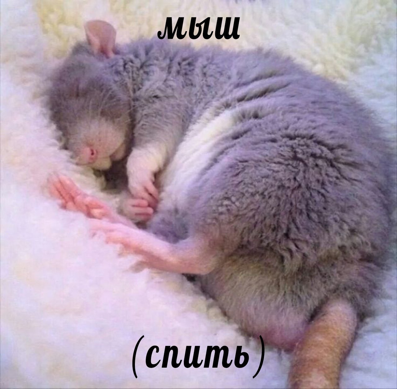 Мемы с крысами милые