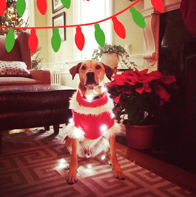 Buddy7514's tweet photo. From DEN to ATL, no matter where military life takes us, this rescue mutt makes spirits brighter @SouthwestAir #12DaysofLove #contest ❤️🌲🎅🏻✈️🇺🇸 https://t.co/AoMHQrRvwN