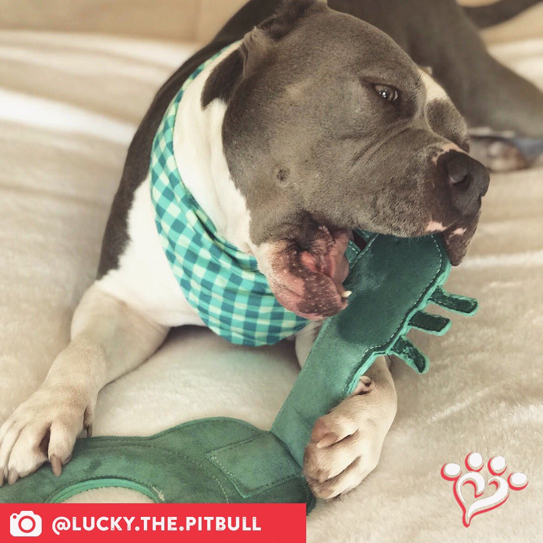 MuttNation's tweet photo. We consider matching your guitar dressing for success. ๐ค #muttspotlight
Save a mutt. Shop MuttNation:
https://t.co/TgL0wD8AaR https://t.co/y4HZWY0nV6