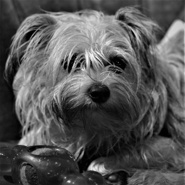 casual look. •
•
•
#sanfrancisco
#sf
#california
#cali#dog#portrait #puppylove #whitedog #bw#blackandwhite #bwportrait #puppy ift.tt/2U97n9C