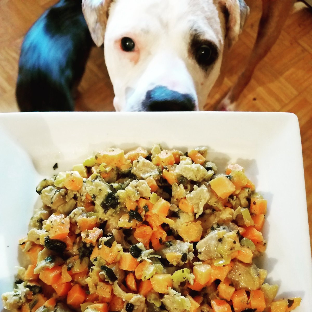 Dinner time courtesy of <a href="/Nom_Nom_Now/">Nom Nom</a>! 🍽 This meal is called Chicken Chow Wow and Shiner loves it!
