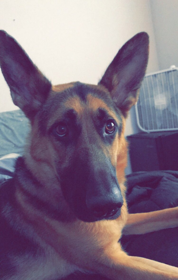 Mountie_Action's tweet photo. Our first ever Pup of the Week! Everyone meet Dakota! She loves taking all the room on @JordenPayne bed and her favorite word is “park!” A true Mountie pup! 

If you’d like your dog featured, DM @Mountie_Action https://t.co/WTwhMuhAWs