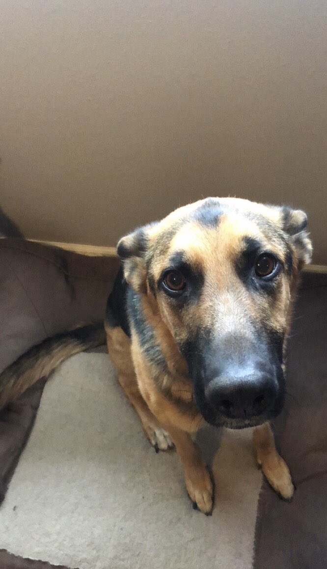 Mountie_Action's tweet photo. Our first ever Pup of the Week! Everyone meet Dakota! She loves taking all the room on @JordenPayne bed and her favorite word is “park!” A true Mountie pup! 

If you’d like your dog featured, DM @Mountie_Action https://t.co/WTwhMuhAWs