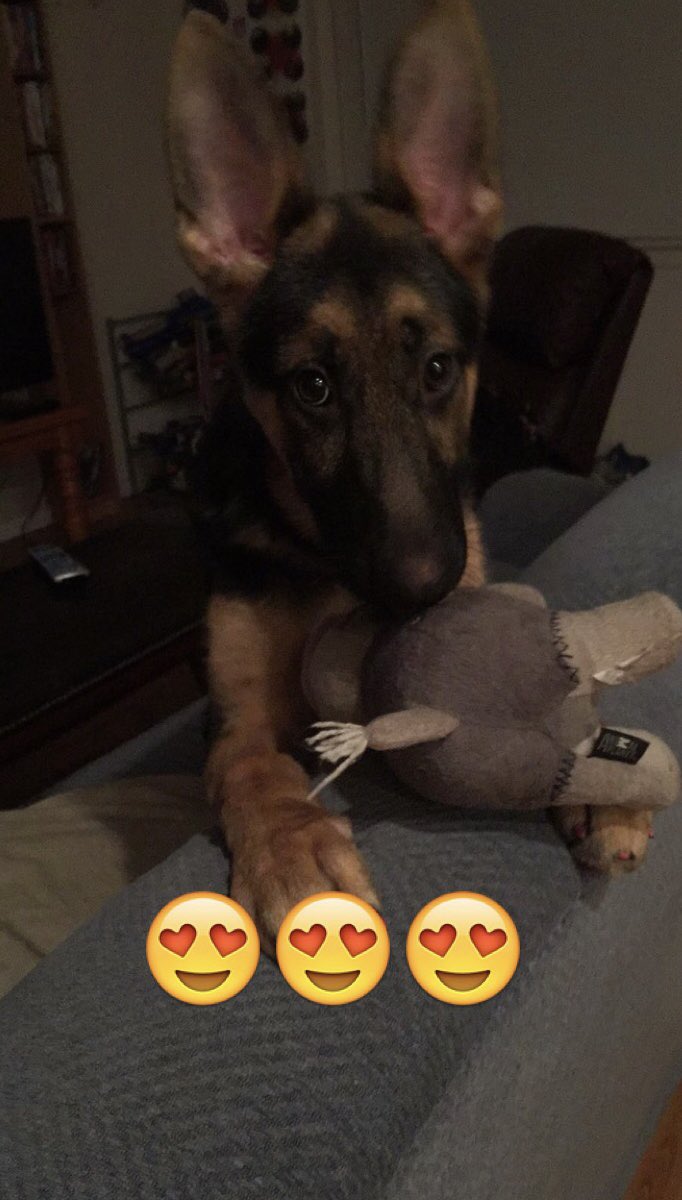 Mountie_Action's tweet photo. Our first ever Pup of the Week! Everyone meet Dakota! She loves taking all the room on @JordenPayne bed and her favorite word is “park!” A true Mountie pup! 

If you’d like your dog featured, DM @Mountie_Action https://t.co/WTwhMuhAWs