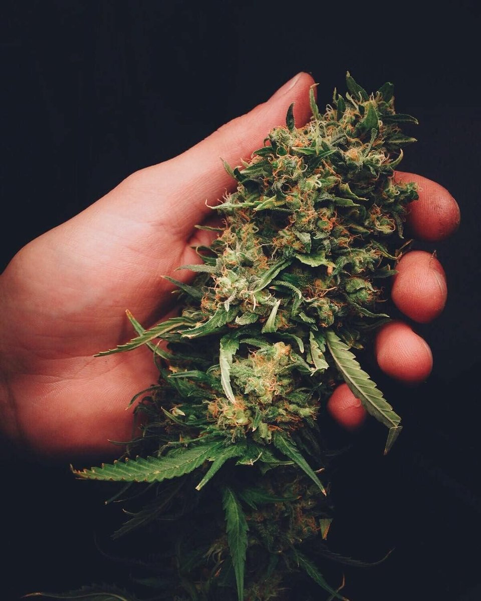 CosechaLibre's tweet photo. 🌎🌚🌝 Buenas Noches🌽🚀🤯
.
BLUEBERRY de #dutchpassion
.
.
.
.
.
#marihuana #pochoclo #indoor #plantate #medicinal #recreativo #skate #faso #capusotto #cosechasargentinas #coarg https://t.co/JJqTYOS6id
