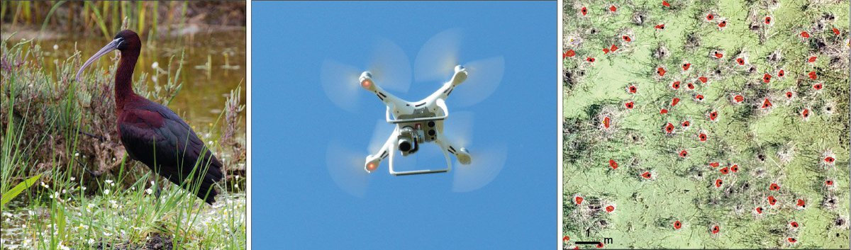 maribelafan's tweet image. New paper #mdpidrones &quot;Drone Monitoring of Breeding Waterbird Populations: The Case of the Glossy Ibis&quot; @MDPIOpenAccess #UAV #drones #waterbirds #Doñana