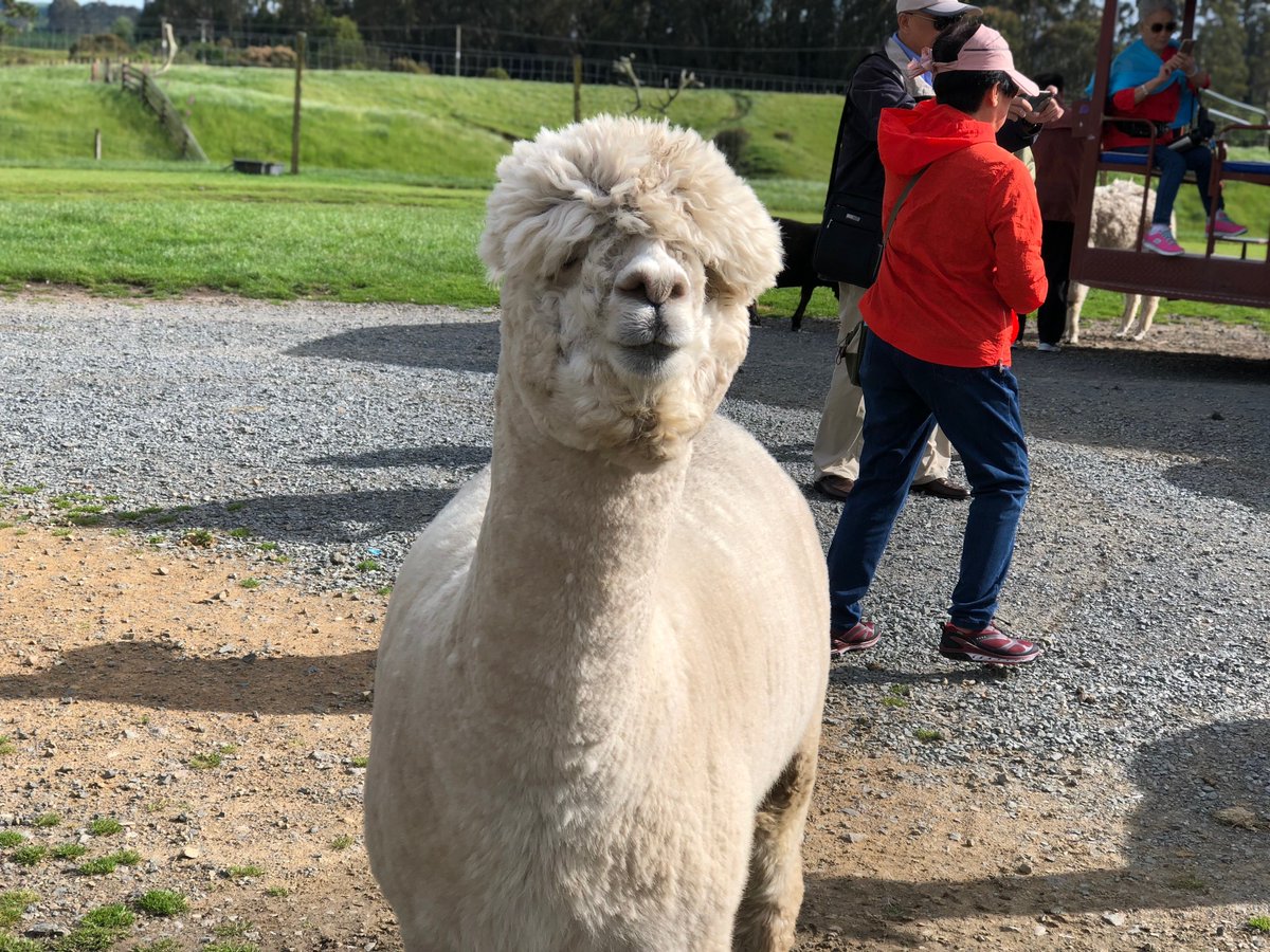 AgrodomeJP's tweet photo. このモフモフを触りに来ませんか？
#アグロドーム　#Agrodome　#ニュージーランド　#ロトルア　#アルパカ #ファームツアー　#もふもふモフモフ https://t.co/YZ0RuY4Jyv