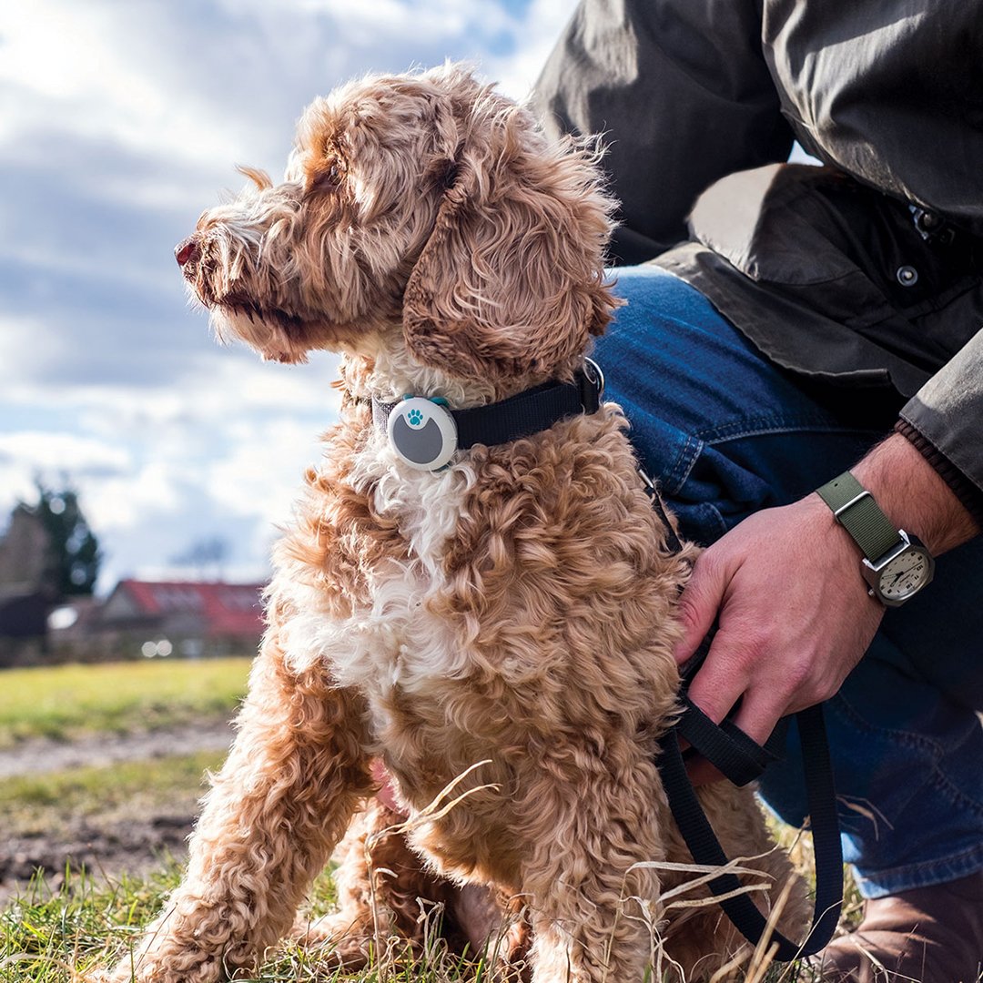 animo dog tracker