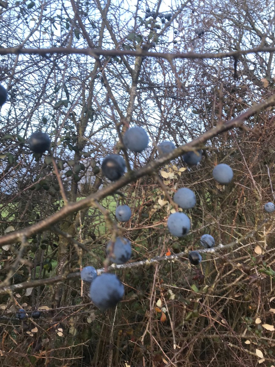 CarolineGentcat's tweet photo. Found some huge sloes on Saturday whilst staying in Buckinghamshire- definitely my next candidates for sloe gin! #wildfood #delicious ⁦@northcadburycrt⁩ https://t.co/PEdbr7KCi4