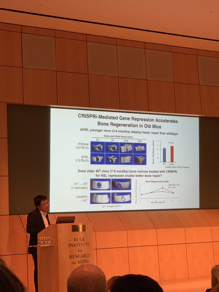 GrossHarvey's tweet photo. #CRISPR helping with bone regeneration. Which are the most promising applications for #CRISPR and #aging? #healthspan #lifespan #30yearsofaging @BuckInstitute https://t.co/BiBed2RAgR