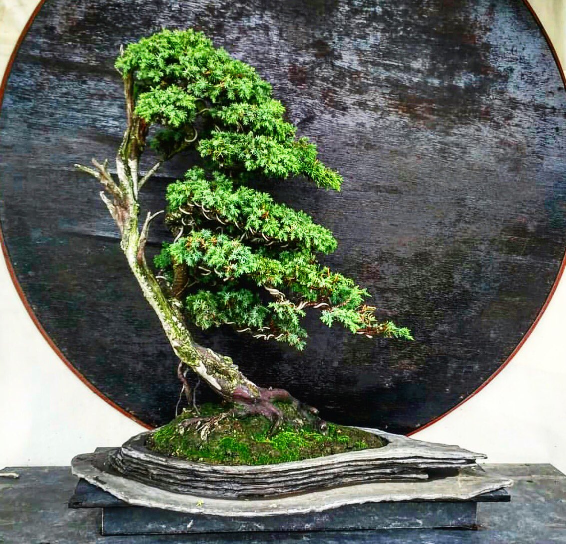 bonsaipasion's tweet photo. Entre el aire y la mirada, encuentra su belleza. Un #juniperus que expresa la esencia de la naturaleza.
.
#bonsai #acer #palmatum #japanese #maple #japanesemaple #beforeandafter #photography #photoshoot #book #instagram #bonsaiworld #bonsailove #bonsaitrees https://t.co/ZHlsNuAMW0
