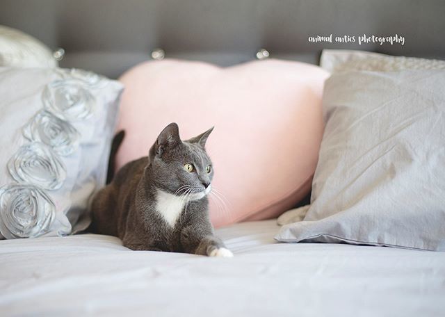 Recovering from the heatwave yesterday like #fluffmypillows ift.tt/2Q9tVJd