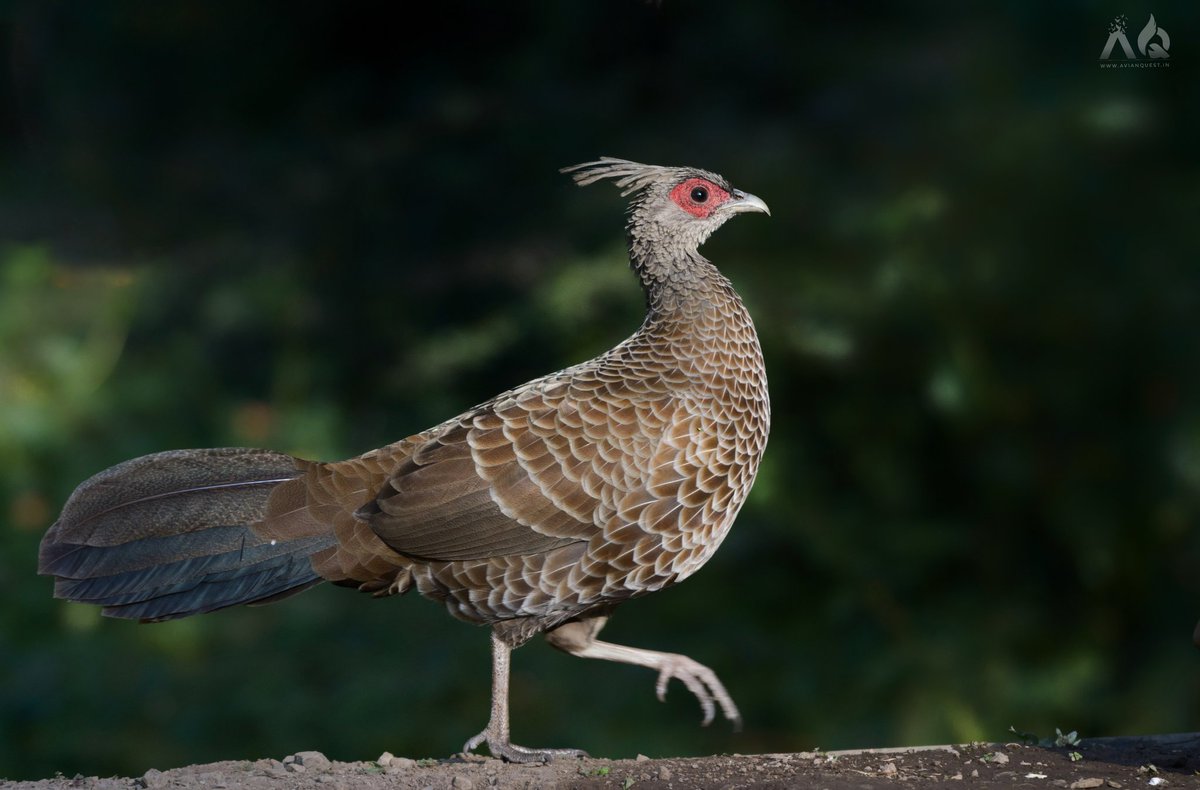 wild_pixels's tweet image. Kalij Pheasant (Lophura leucomelanos) ♀️
Sattal, Uttarakhnd
Nov 2018

@orientbirdclub @SaevusWildlife @Avibase @HBWAlive @SanctuaryAsia #kalijpheasant #birdsofindia