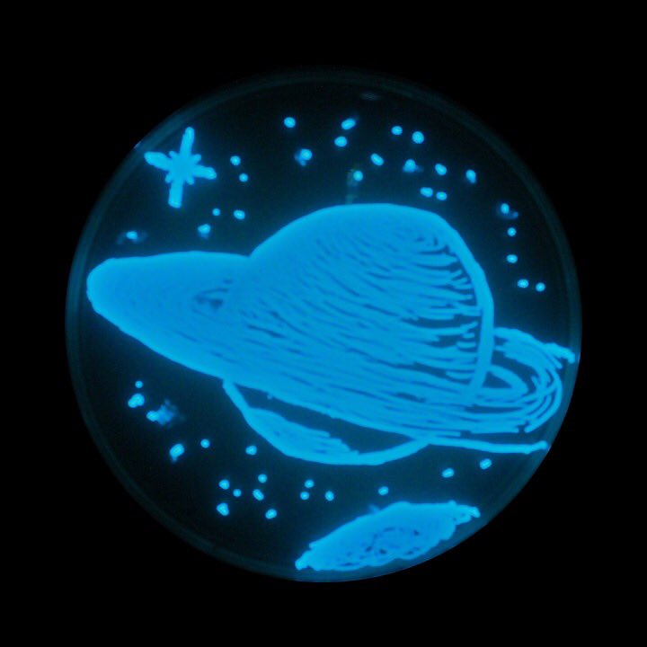 MicroClubNCSU's tweet photo. On the third day of #12daysofagarart Rose Krebs gave us some out of this world Agar Art! 
#agarart #luxagarart https://t.co/stGNBzZU16