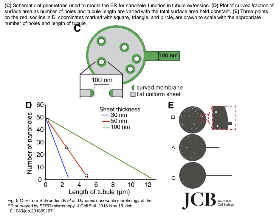 BiomedRevon's tweet photo. #EndoplasmaticReticulum architecture @ XXXL res:#STEDmicroscopy shows  ER 'fenestrations' are dynamic nanoholes coexisting with tubules &amp; sheets. NHs may enable ER shape (+functional changes—e.g.,in #neurons) more rapidly than protein/lipid synthesis could.https://t.co/LncKIQFO34 https://t.co/gOjoy5NOlf