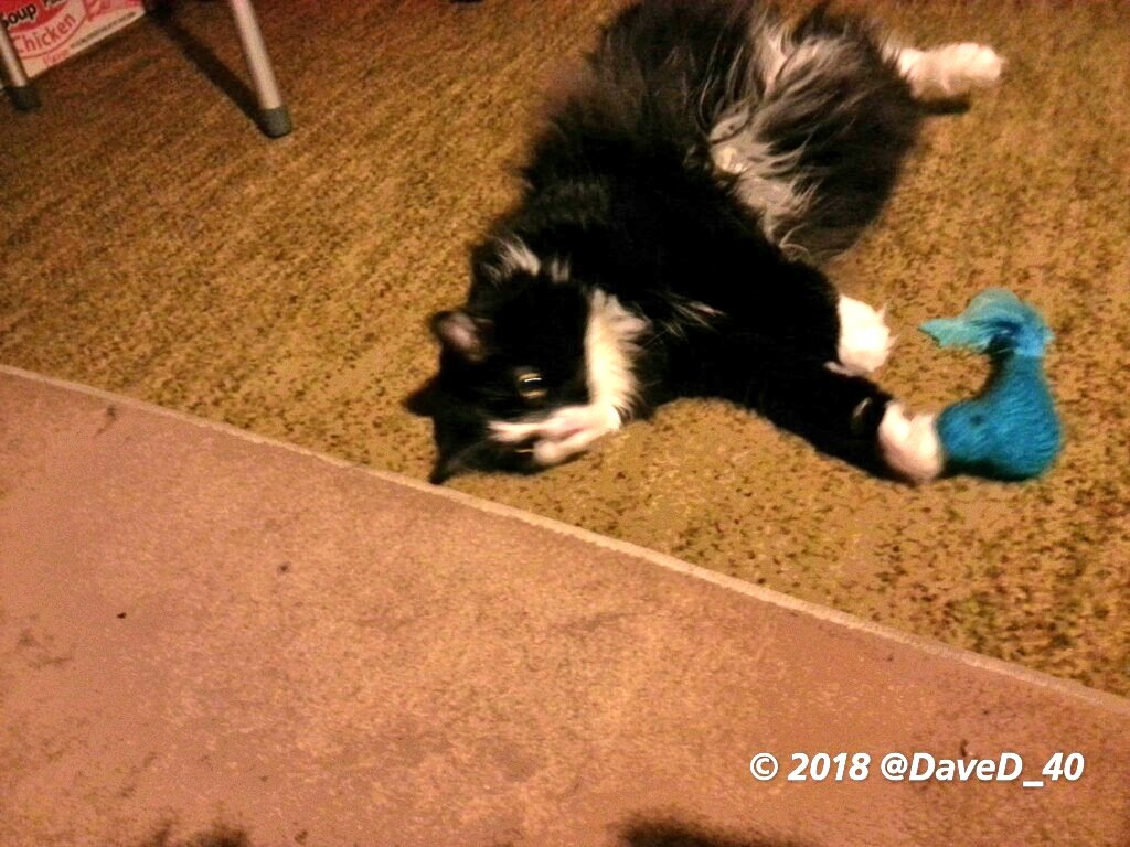 DaveD_40's tweet photo. Nina likes her Bluebird Catnip Toy! Welcome home sweetie!
💙🐾🐱🐾💙 https://t.co/46X4jDcXms