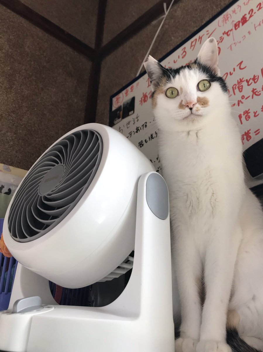 保護猫団体 てんしんらんまんな ラッキー Ar Twitter これから暖房の季節 省エネのためにサーキュレーターを出しました 手伝った訳でも ないですが ダイズがドヤ顔で並んでくれましたw 里親募集 保護猫 てんしんらんまんなラッキー 猫 猫モフー