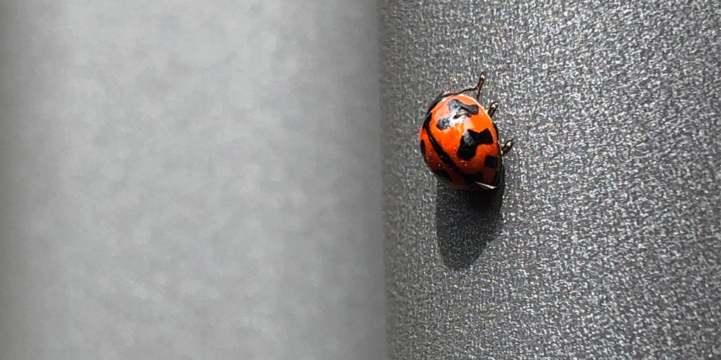 COLORBONDsteel's tweet photo. Someone seems happy with Kody Westwood's first COLORBOND® steel Basalt® Matt wall Installation.
Great photo Kody!
#ladybeetle #COLORBONDsteel #BasaltMatt #COLORBONDsteelMatt #cladding #Walling
#KodyWestwood https://t.co/bATzSbYMZa