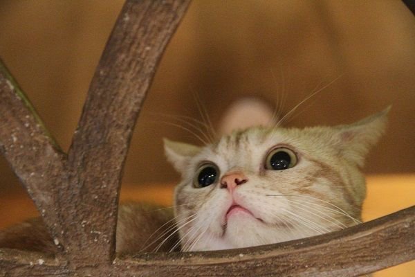 てまりのおうち てまりのおしろ Sur Twitter おうち わらびくーん わらび 僕の こと呼んだ なになに W 名前を呼ぶと顔を上げてくれたわらび君 窓から覗いているへの字口が可愛らしいですね 猫 猫カフェ てまりのおうち てまりのおうち てまりのおしろ Sur Twitter おうち わらびくーん わらび 僕の こと呼んだ なになに W 名前を呼ぶと顔を上げてくれたわらび君 窓から覗いているへの字口が可愛らしいですね 猫 猫カフェ てまりのおうち