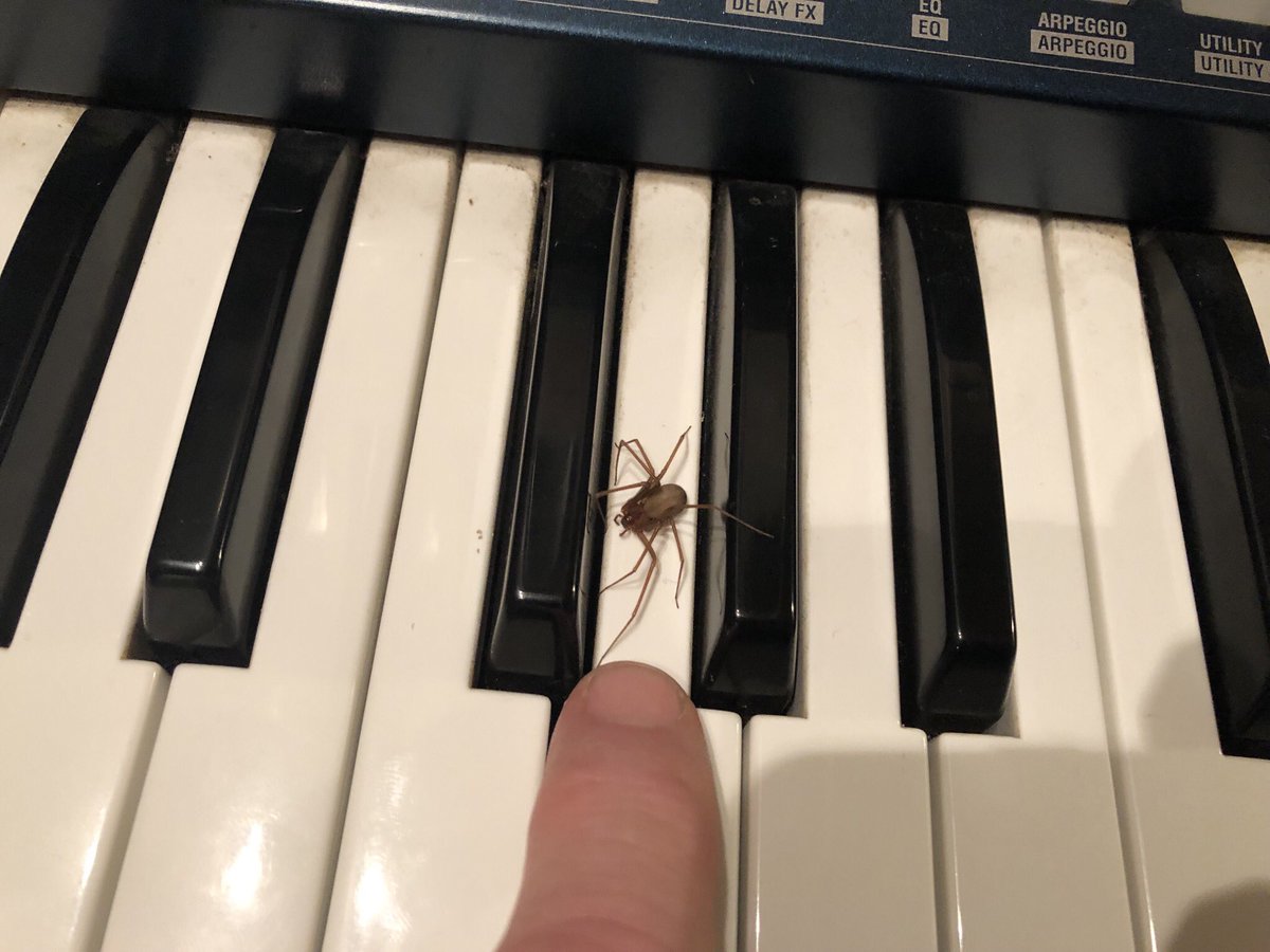 nycnorton's tweet photo. @RecluseOrNot Is it a recluse? I understand it would be a rare sighting in my area. Found in downtown Manhattan, NY, NY. https://t.co/VMYsiAIWj3
