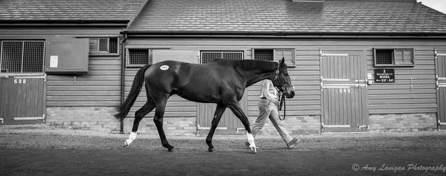 TaylorMadeSales's tweet photo. Nothing goes together like #KentuckyBourbon, world class thoroughbreds and rainbows over the @Tattersalls1766 grounds. #TM4U 

📷: @amylanigan1 https://t.co/o00lCtNynj