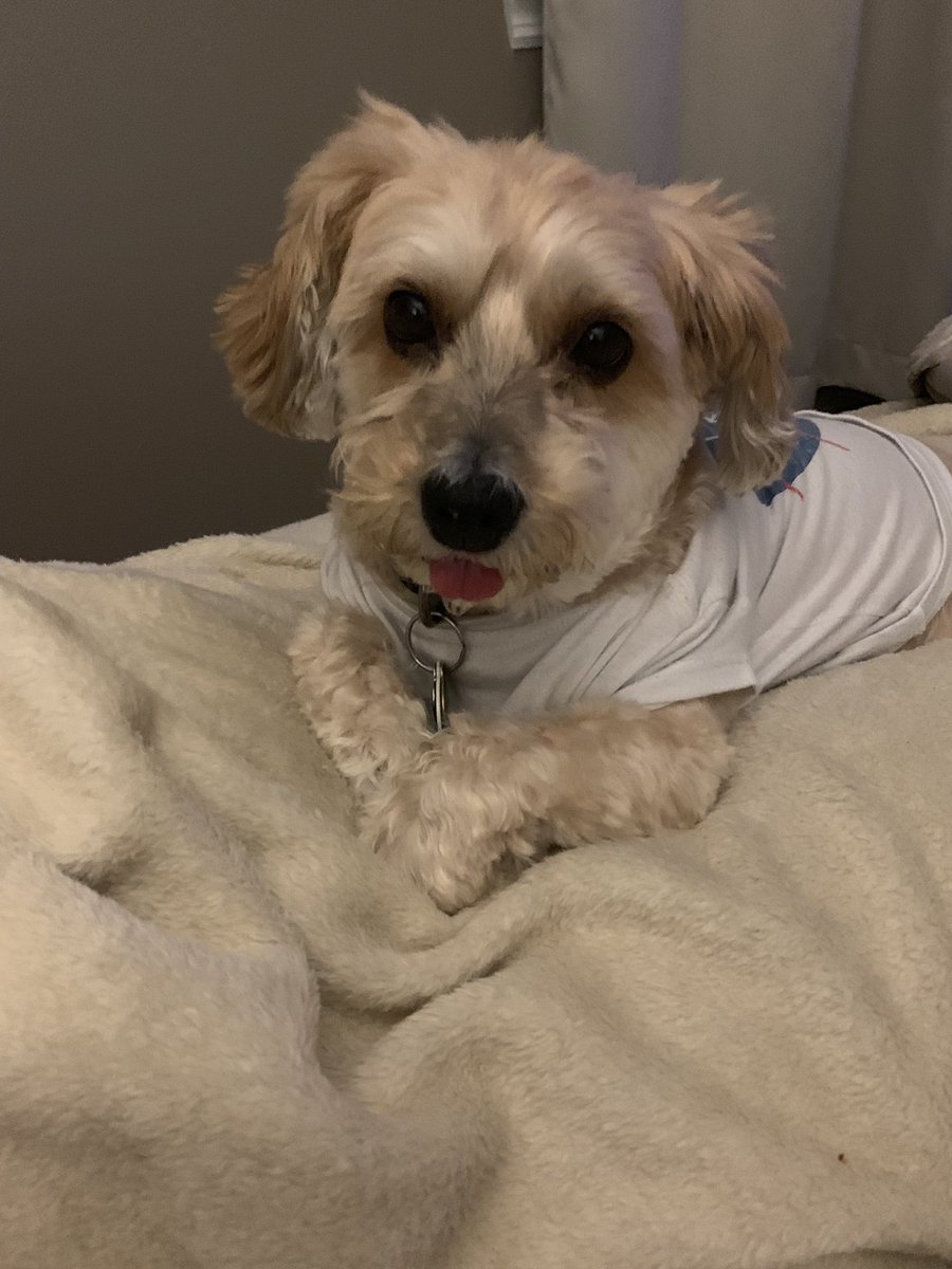 MelissaLaura512's tweet photo. Cuteness overload 🐶💜 my baby Chloe. #borkie #yochon #puppies #love #family #doggies https://t.co/Qn75KjFfgE