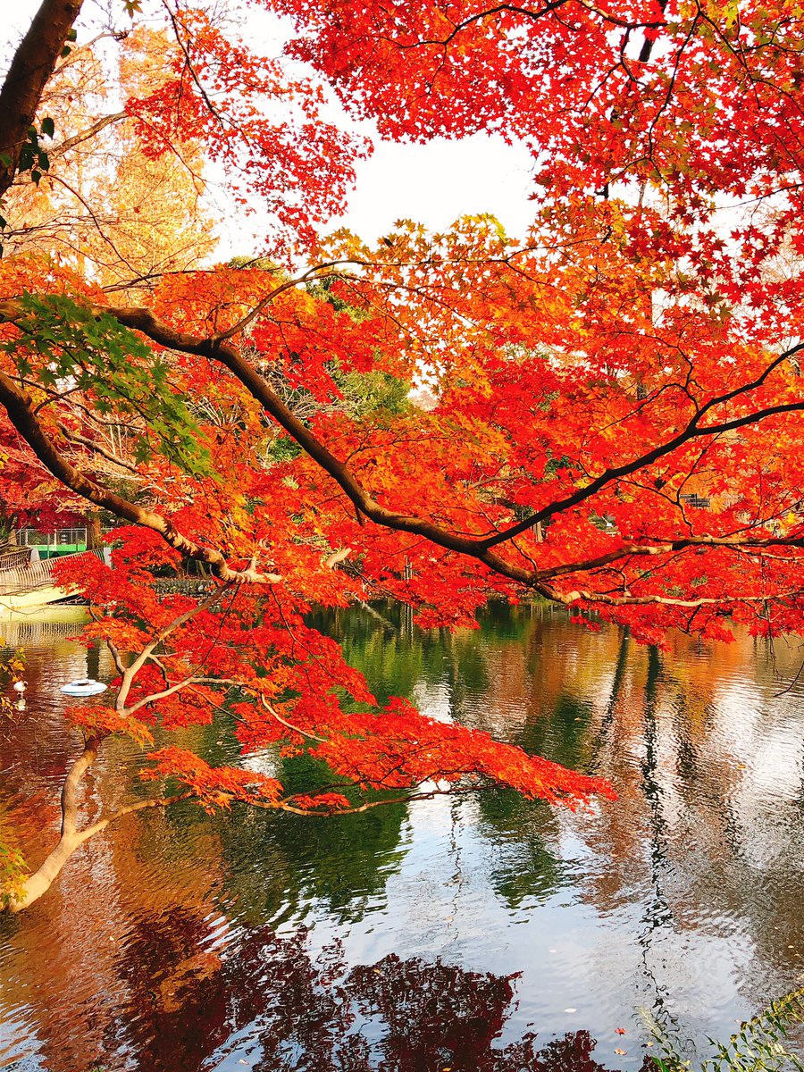 福田透 A Twitter 朝の井の頭公園 紅葉はまばらだけど綺麗でした 吉祥寺 井の頭公園