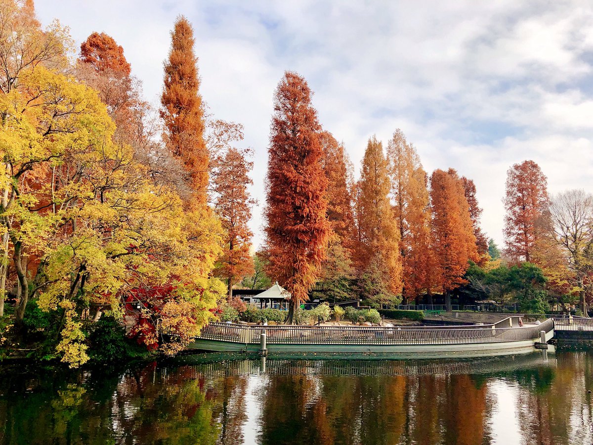 福田透 朝の井の頭公園 紅葉はまばらだけど綺麗でした 吉祥寺 井の頭公園