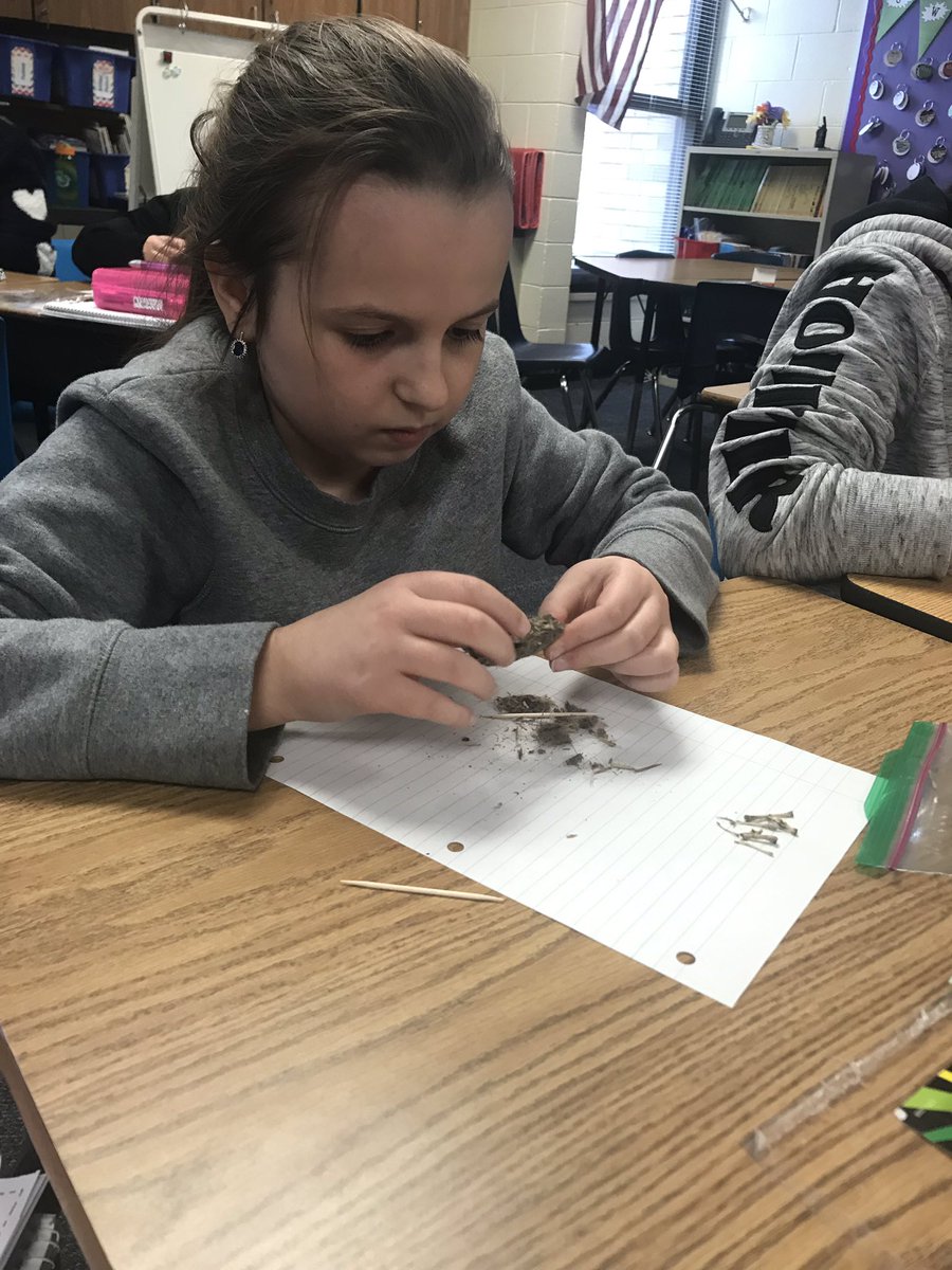 BouchardMrs's tweet photo. Look at these ornithologists!  They dissected owl pellets today.  What an awesome way to learn about Food Chains.  #halepackstrong.  #weare54    #owlpelletsarecool  #concentration https://t.co/XMncpbdAY4