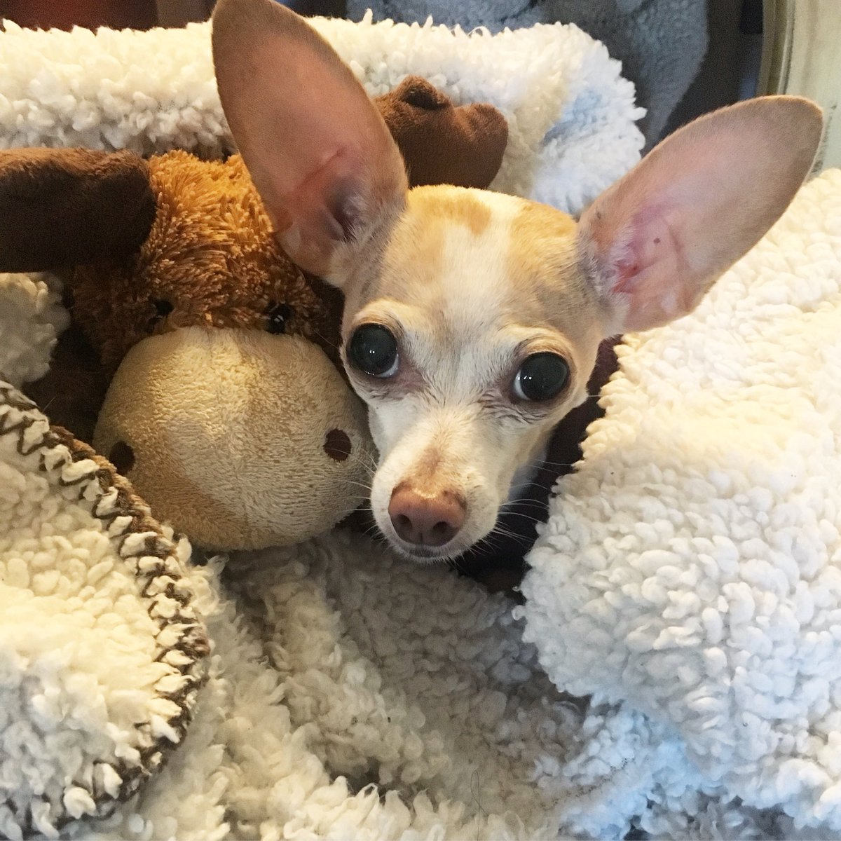 TheEdithtweets's tweet photo. Moose and I enjoying a romantic cuddle. https://t.co/8C9qHvlQIg