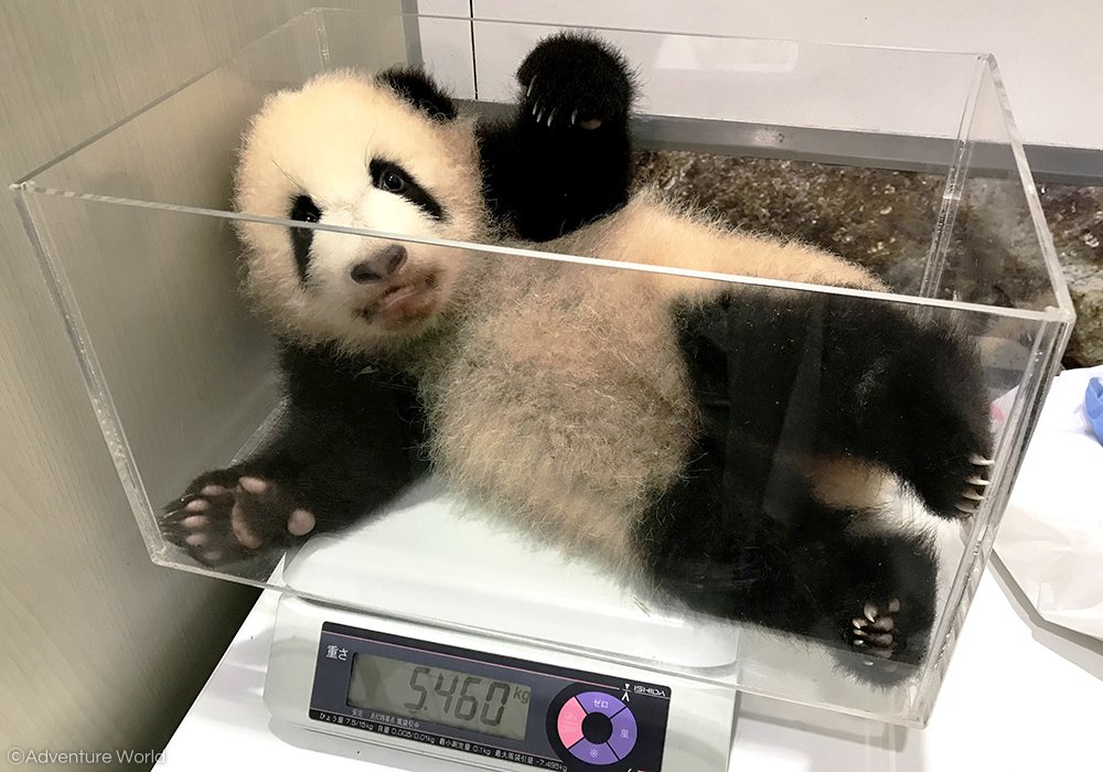 アドベンチャーワールド 公式 على تويتر 名前投票終了まであと4日 体重測定中のパンダの赤ちゃん ミルクを飲む前と飲んだ後は体重 をはかり しっかり飲めたかチェックしています 今日もたくさん飲めたかな 112日齢 12月4日 の体重 5 430g 出生時 75g アドベンチャーワールド 公式 على تويتر 名前投票終了まであと4日 体重測定中のパンダの赤ちゃん ミルクを飲む前と飲んだ後は体重 をはかり しっかり飲めたかチェックしています 今日もたくさん飲めたかな 112日齢 12月4日 の体重 5 430g 出生時 75g