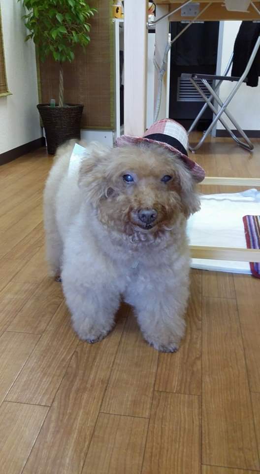 たぬき Waakiko Twitter