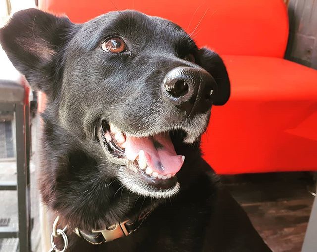 Magnificent Pups and Where to Find Them.