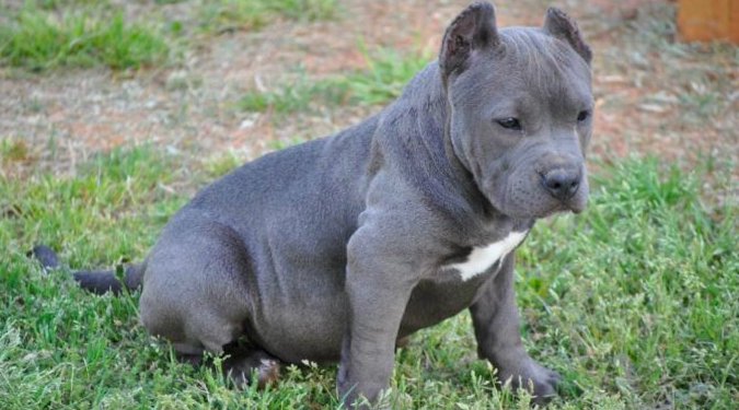 ValleyAllNatual's tweet photo. Saw a pit puppy today with cropped ears and it made me so sad. The little guy just looked so miserable with his ears were missing and all of this for what?! Because the owner feels like he looks 'bad ass.' Made me angry and sad. #dogs #AnimalRights #AnimalWelfare #mondaythoughts https://t.co/JnDlEOQJr8