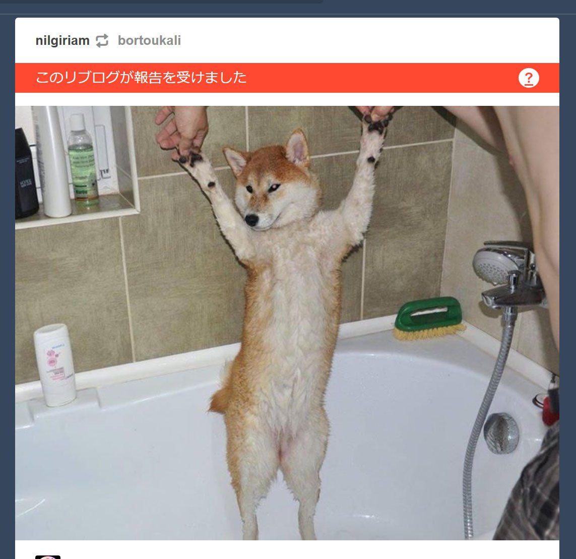 柴犬さんがお風呂にいる画像をTumblrに投稿したらアダルト判定されてしまった→たしかに全裸で無修正だがどこが問題？「右側に写った…」 -  Togetter