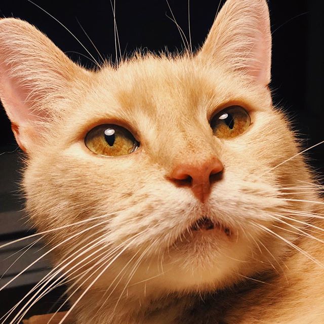 bisquiat's tweet photo. Magnificent whiskers? Who, me?
#cat #catsofinstagram #Leo #stepcat #portrait #iphone8plus #Instacat #Meow #Kitty #Cutecat #Catoftheday #Cateyes #Catlove https://t.co/NKUjEpq27c https://t.co/igcWNPaygw
